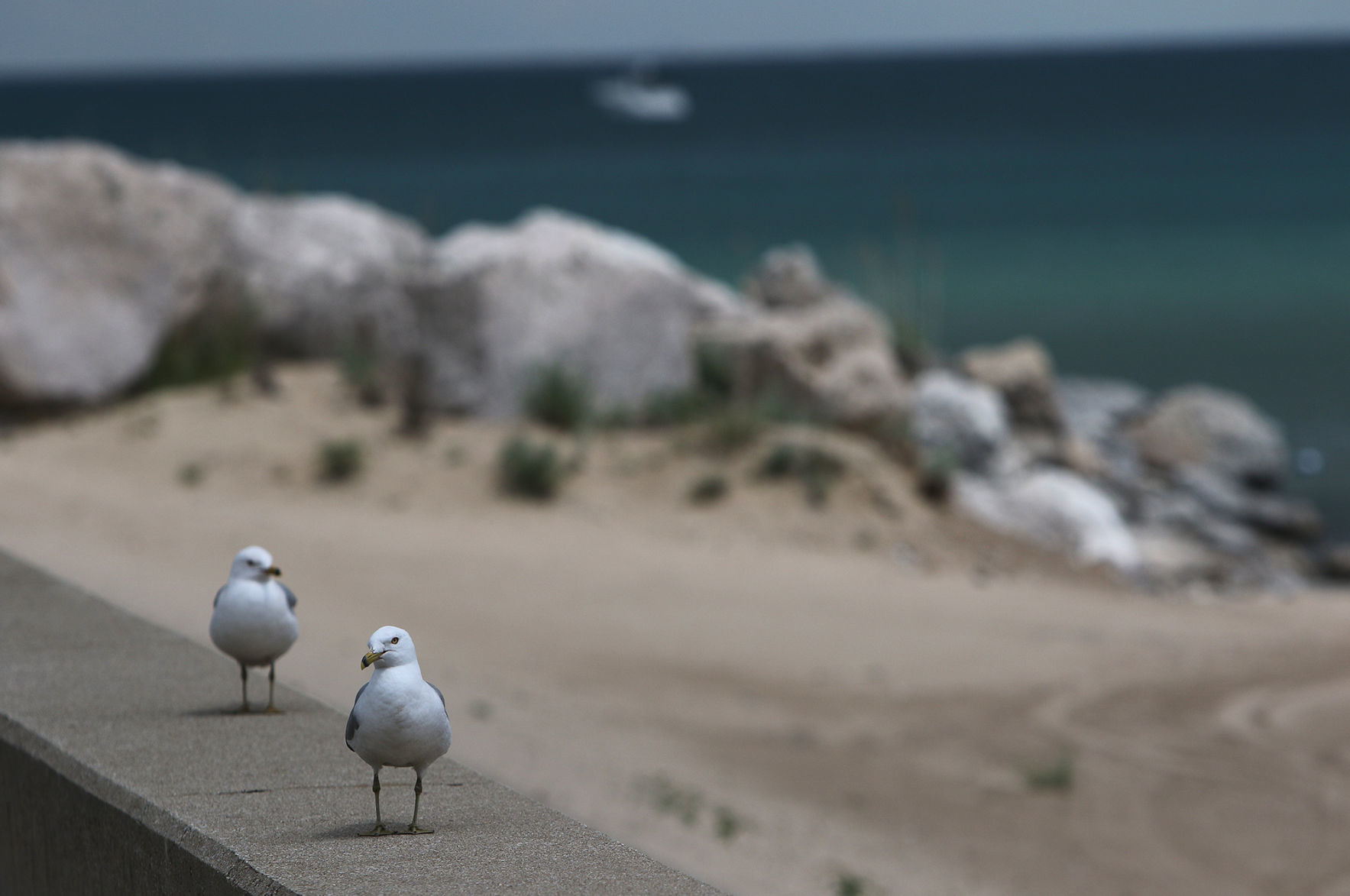 Jeorse Park Beach ecosystem restoration